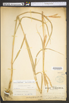 Andropogon gerardii