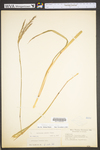 Andropogon gerardii