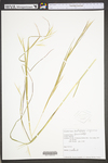 Andropogon virginicus var. virginicus