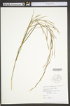 Andropogon virginicus var. virginicus