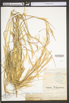 Andropogon virginicus var. virginicus