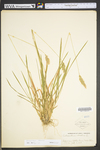 Anthoxanthum odoratum ssp. odoratum