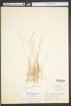 Aristida longispica