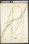 Panicum virgatum var. virgatum