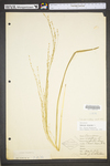 Panicum virgatum var. virgatum