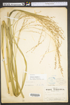 Panicum virgatum var. virgatum