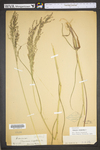 Panicum virgatum var. virgatum