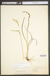 Paspalum setaceum