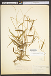 Paspalum setaceum