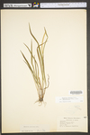 Paspalum setaceum