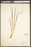 Paspalum setaceum