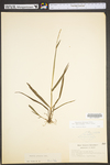 Paspalum setaceum