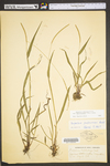 Paspalum setaceum