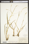 Paspalum setaceum