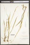 Paspalum setaceum