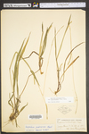 Paspalum setaceum