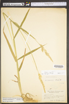 Phalaris arundinacea