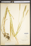 Phleum pratense