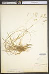 Poa cuspidata