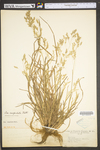 Poa cuspidata