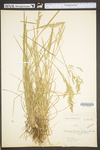 Poa pratensis ssp. pratensis