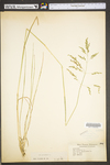 Poa pratensis ssp. pratensis