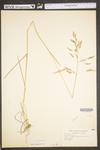 Poa pratensis ssp. pratensis