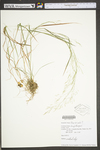 Poa trivialis