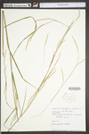 Schizachyrium scoparium var. scoparium