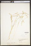 Schizachyrium scoparium var. scoparium