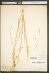 Schizachyrium scoparium var. scoparium