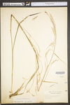 Schizachyrium scoparium var. scoparium