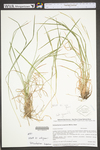 Schizachyrium scoparium var. scoparium