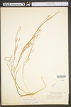 Schizachyrium scoparium var. scoparium