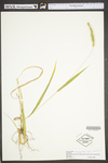 Setaria faberi