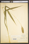 Setaria italica