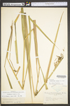 Sorghastrum nutans