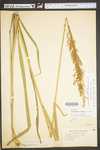 Sorghastrum nutans