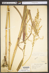 Sorghum halepense