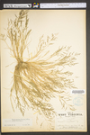 Eragrostis pectinacea