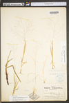 Panicum philadelphicum