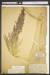 Sorghum halepense