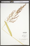 Sorghum halepense