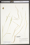 Torreyochloa pallida