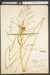 Tridens flavus