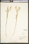 Polygala sanguinea