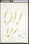 Polygala polygama