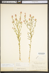 Polygala sanguinea