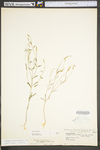 Polygala verticillata