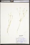 Polygala verticillata